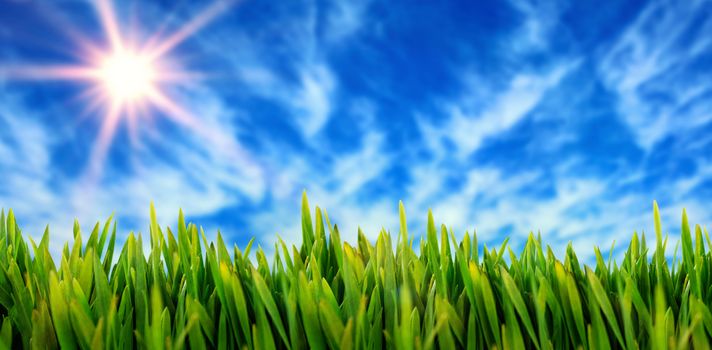 Grass growing outdoors against view of the blue sky