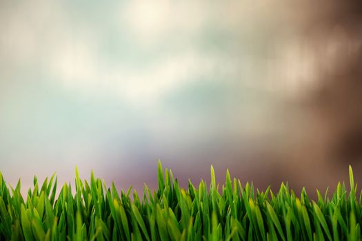 Grass growing outdoors against colored background