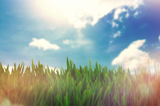 Grass growing outdoors against blue sky