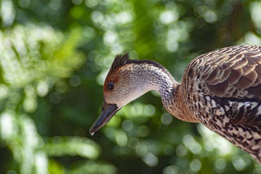 Anas platyrhynchos Linnaeus in a green and natural place