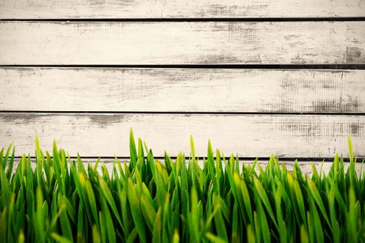 Grass growing outdoors against wood panels in row