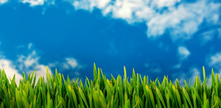 Grass growing outdoors against view of beautiful sky and clouds