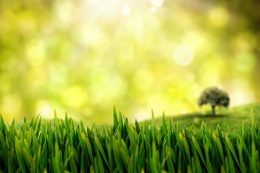 Grass growing outdoors against field against glowing lights