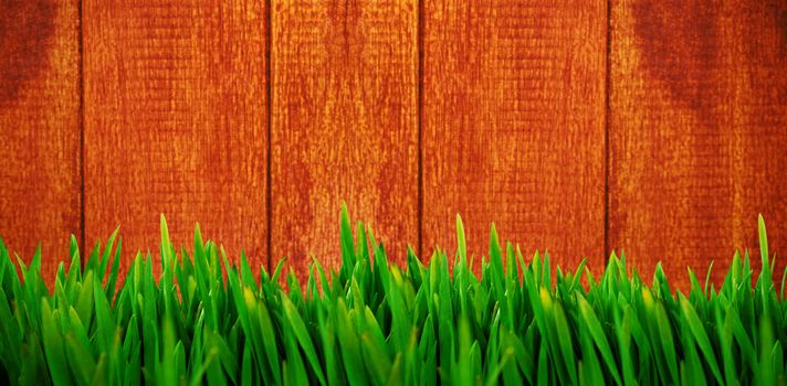 Grass growing outdoors against wooden background 