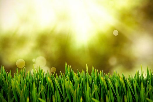 Grass growing outdoors against field with glowing sky