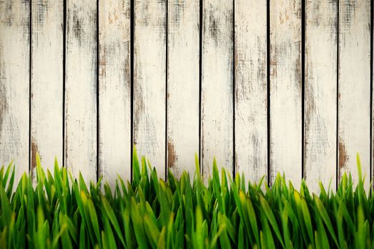 Grass growing outdoors against wood background