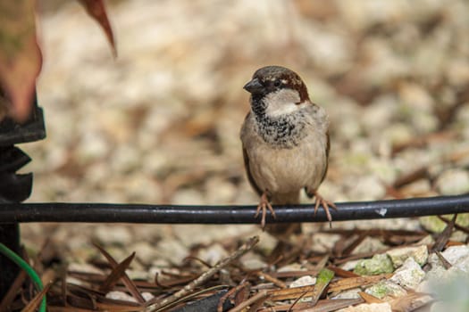 Sparrow in the middle of nature in Dominican Republic