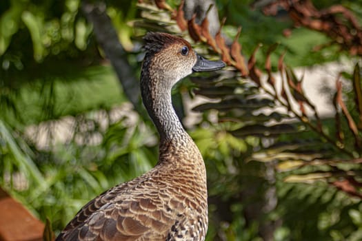 Anas platyrhynchos Linnaeus in a green and natural place