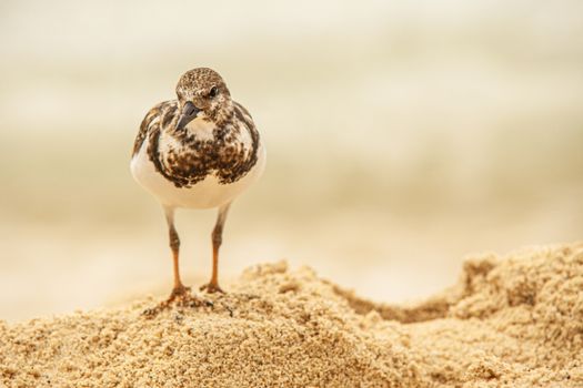 Dulus dominicus on Beach in search of food