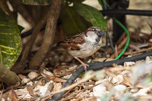 Sparrow in the middle of nature in Dominican Republic