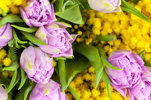 Bouquet of lilac tulips and yellow mimosas, macro, side view, closeup. March 8, February 14, birthday, Valentine's, Mother's, Women's day celebration, spring concept. For greeting card or wallpaper.