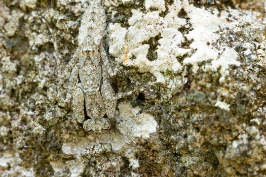 Praying Mantis on the rock in tropical forest. Mantis disguise or camouflage as a stone. Closeup and copy space.