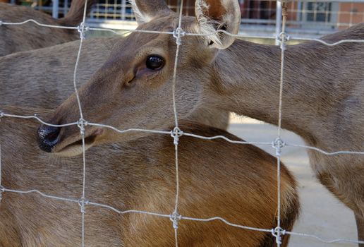 CloseUp of deer with looking sad eyes behind a wire fence. Life in captivity concept. 