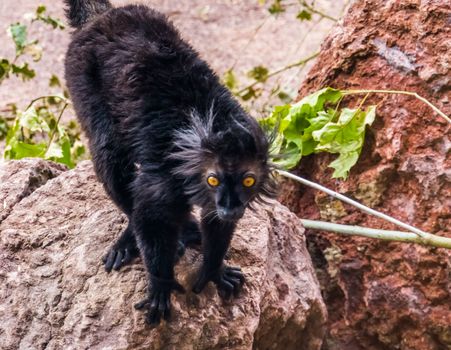 Closeup of a male black lemur, tropical primate from madagascar, vulnerable animal specie