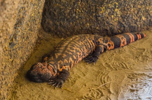 closeup of a gila monster, venomous lizard from the desert of America, Tropical reptile specie