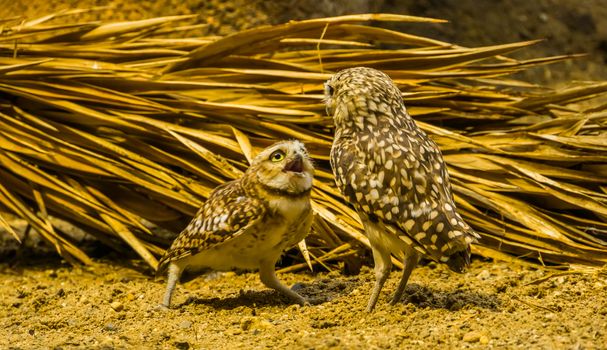 burrowing owl couple interacting with each other, funny bird behavior, Tropical bird of prey specie from America