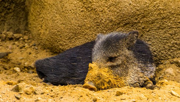 closeup of a collared peccary laying on the ground with a dirty snout, tropical animal specie from America