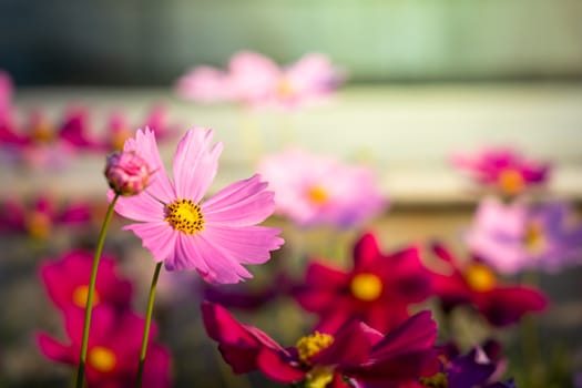  Beautiful Cosmos flowers in garden. Nature background.