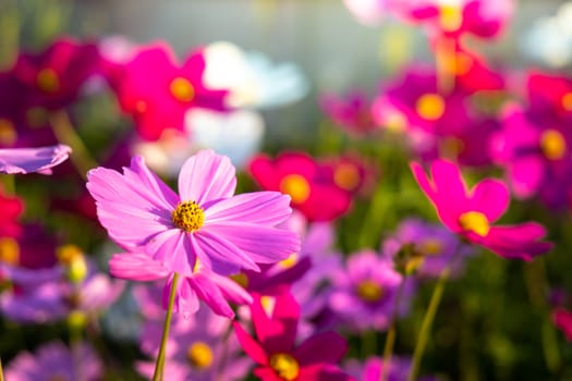  Beautiful Cosmos flowers in garden. Nature background.