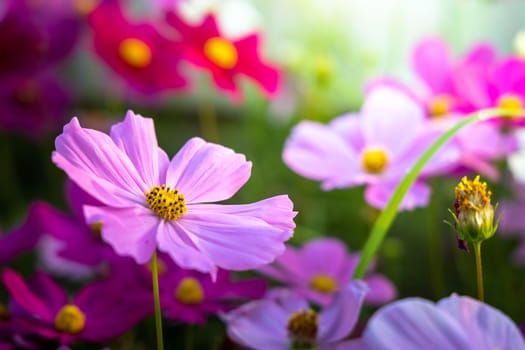  Beautiful Cosmos flowers in garden. Nature background.