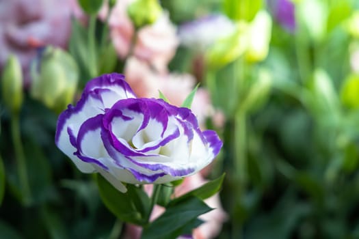 The background image of the colorful flowers, background nature