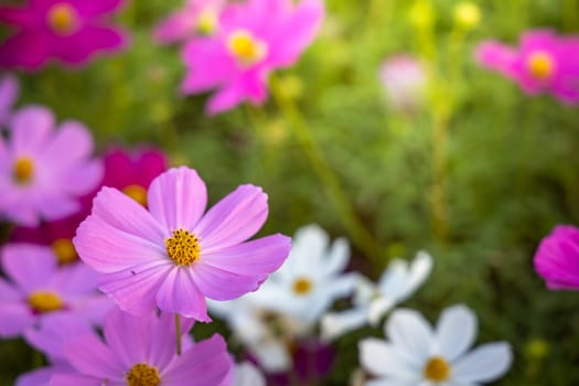  Beautiful Cosmos flowers in garden. Nature background.