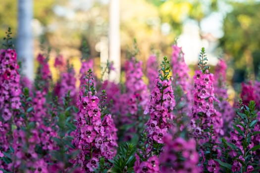 The background image of the colorful flowers, background nature