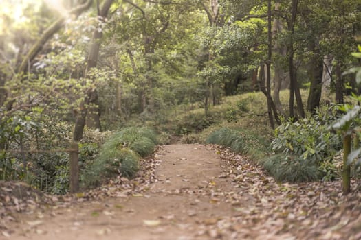 japanese Fujinami wooden bridge in Rikugien Park of Bunkyo district, north of Tokyo. The park was created at the beginning of the 18th century.