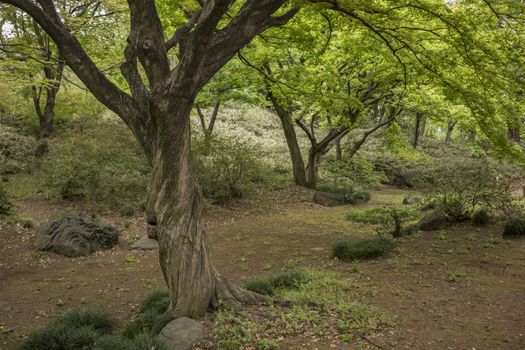 Twisted trunk of a maple tree in the Rikugien park garden in Bunkyo district, north of Tokyo. The park was created at the beginning of the 18th century.