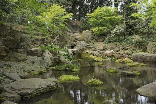 Cute little yellow flowers whose long stems stand on stone islets covered with green moss at the foot of the waterfall of the Takimi tea house in the rikugien garden park in Bunkyo district, north of Tokyo. The park was created at the beginning of the 18th century.
