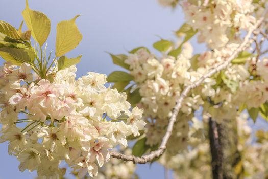 Pale yellow cherry blossoms of the Ukon type in Asukayama Park in Kita district, north of Tokyo. The park was created in the 18th century by Tokugawa Yoshimune who planted 1270 cherry trees
to entertain the people during the Hanami Spring Festival. It currently has 650 cherry trees mainly of the type Somei Yoshino.