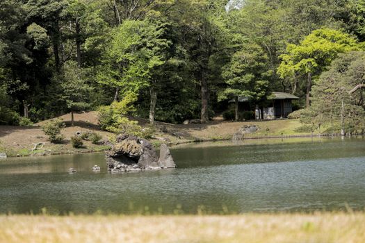 Turtles on the stone islet Houraijima on the pond of Rikugien Park in Bunkyo district, north of Tokyo. The park was created at the beginning of the 18th century.