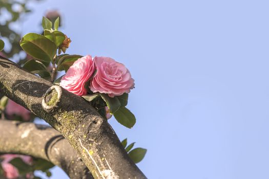 Pink camelia on blue sky in Asukayama park in the Kita district of Tokyo, Japan.