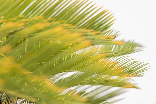 Green palm leaf of Okinawa in Japan on white background with bokeh.