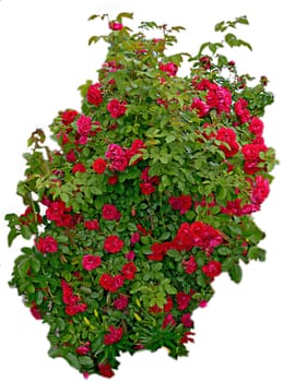 The bush is a woven red rose with green leaves on a white background.