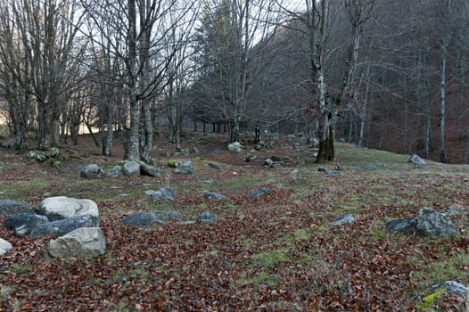 Mountain deciduous forest with big stones overgrown with moss, Balkan mountains, near Teteven, Bulgaria