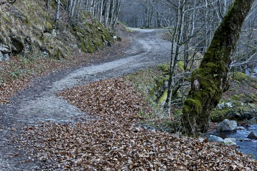 Ecological road through a mountainous autumn forest near a small river, Teteven town, Balkan mountain, Bulgaria