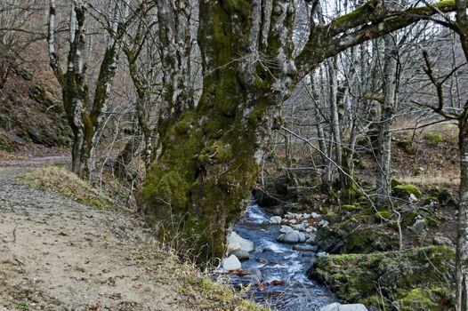 Magnificent landscape with mountain river Vit flowing in the autumn forest over mossy rocks and big stones near Teteven town, Balkan mountains, Bulgaria