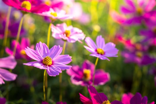  Beautiful Cosmos flowers in garden. Nature background.