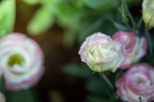 The background image of the colorful flowers, background nature