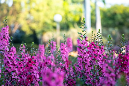 The background image of the colorful flowers, background nature