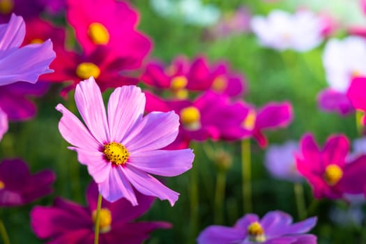  Beautiful Cosmos flowers in garden. Nature background.