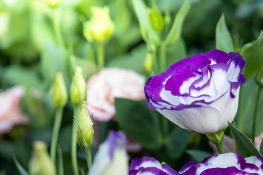 The background image of the colorful flowers, background nature