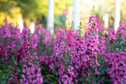 The background image of the colorful flowers, background nature