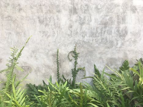 Growing fresh green firmware The area of the dark gray concrete wall