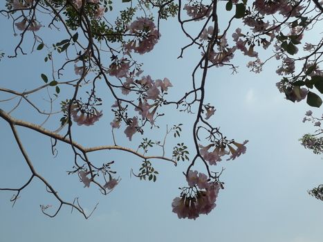 On holidays I lay down under a big tree. With shade of trees I lay down under that tree and saw the beautiful sky and top of the tree.