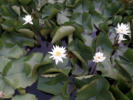 On the weekend Sunset at the lotus pond in Thailand