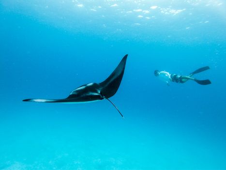 Male free diver and Giant oceanic manta ray, Manta Birostris, hovering underwater in blue ocean. Watching undersea world during adventure snorkeling tour on Maldives islands.
