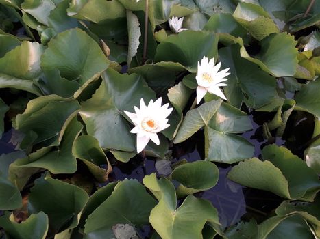 On the weekend Sunset at the lotus pond in Thailand