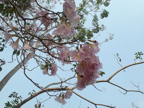 On holidays I lay down under a big tree. With shade of trees I lay down under that tree and saw the beautiful sky and top of the tree.